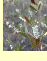 Вереск болотный, лиония, качандра (Lionia calyculata Rchb.) Вереск болотный, лиония, качандра (Lionia calyculata Rchb.)